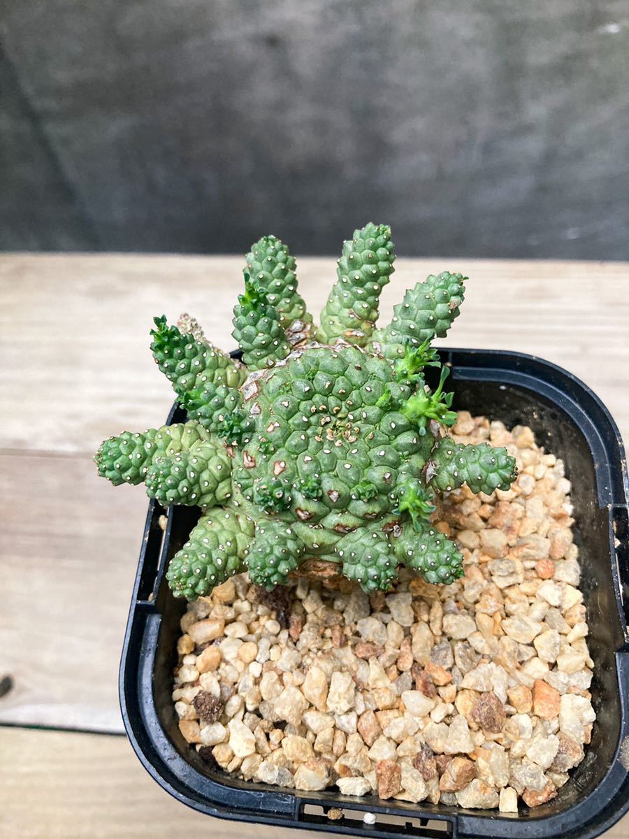 Euphorbia atroviridis E25【良型】 ユーフォルビア アトロビリディス_画像1