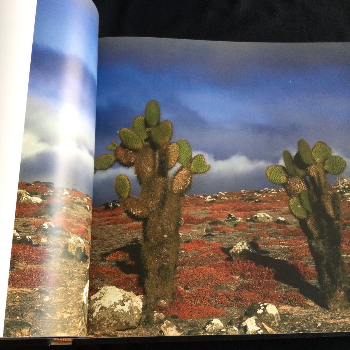 ガラパゴス諸島　写真集　自然環境　動物　生物　洋書　英語　エクアドル　海洋　火山　Galapagos_画像5