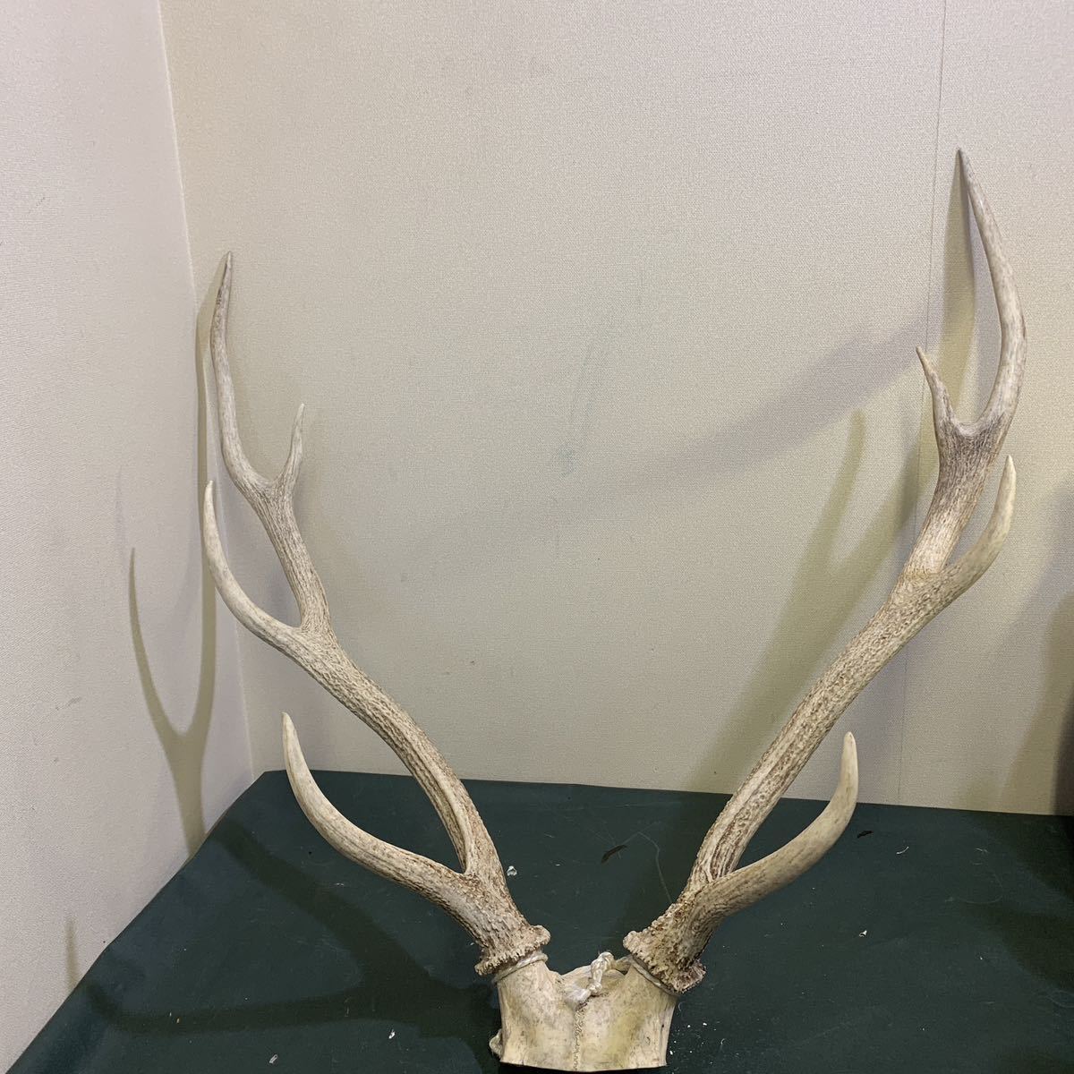 天然日本鹿のスカル＋ツノ（完全） 【公式通販】