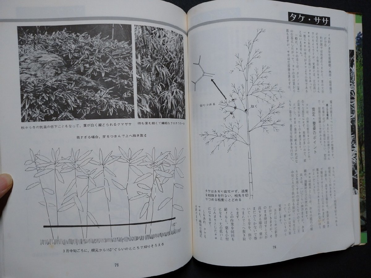 ｆ▼▼ 庭木の仕立て方 あなたも植木屋 須賀明・著 昭和53年 第8刷 文化出版社 /K35の画像3