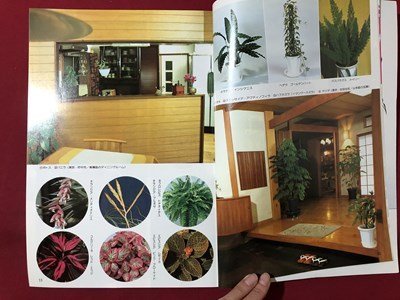 ｍ▼▼　ガーデンライフ 1982年7月号　特集：観葉植物の人気種・有望種　花づくりを楽しむ雑誌　　/I62_画像3