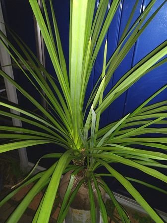1/9 photographing * reality goods!{ dracaena } odour shu Rolland * stock ..!* arrival date designation OK!( product number REN)