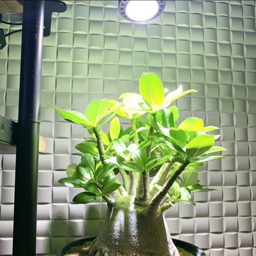 超大特価 15W植物育成ライトGrowLight 6000K ライトクリップ tdh