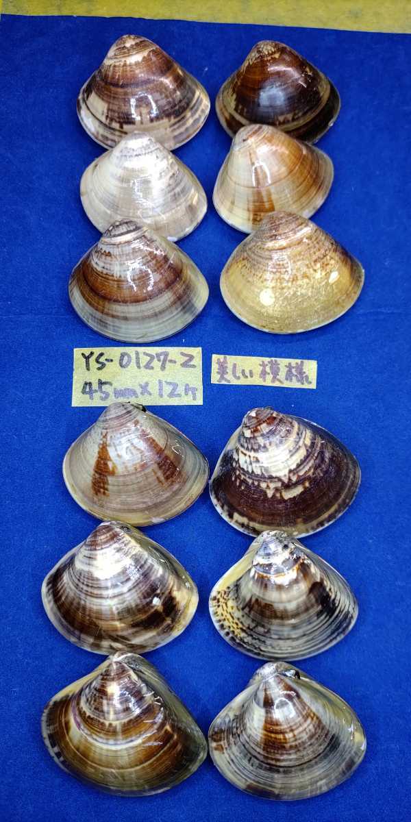 蛤　YS−0127−2　美しい模様　45mm12個　江戸前　貝合わせ　貝覆い　ハマグリ　貝殻　標本　材料_画像1