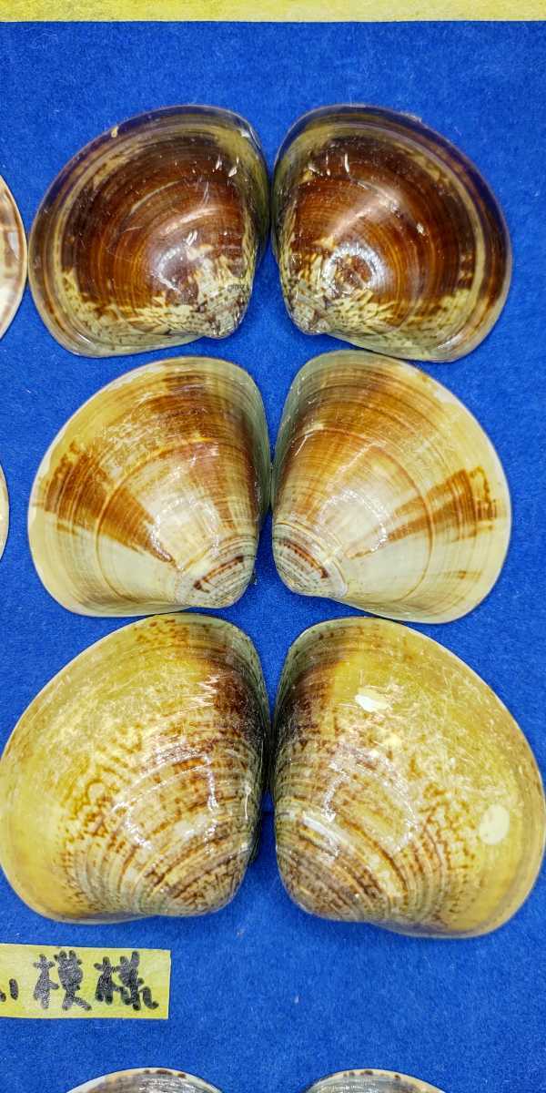 蛤　YS−0127−2　美しい模様　45mm12個　江戸前　貝合わせ　貝覆い　ハマグリ　貝殻　標本　材料_画像10