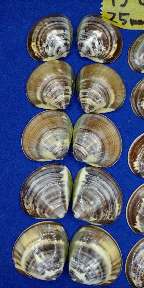 蛤　YS−0130−1　美しい模様　25mm30個　江戸前　貝合わせ　貝覆い　ハマグリ　貝殻　標本　材料_画像2