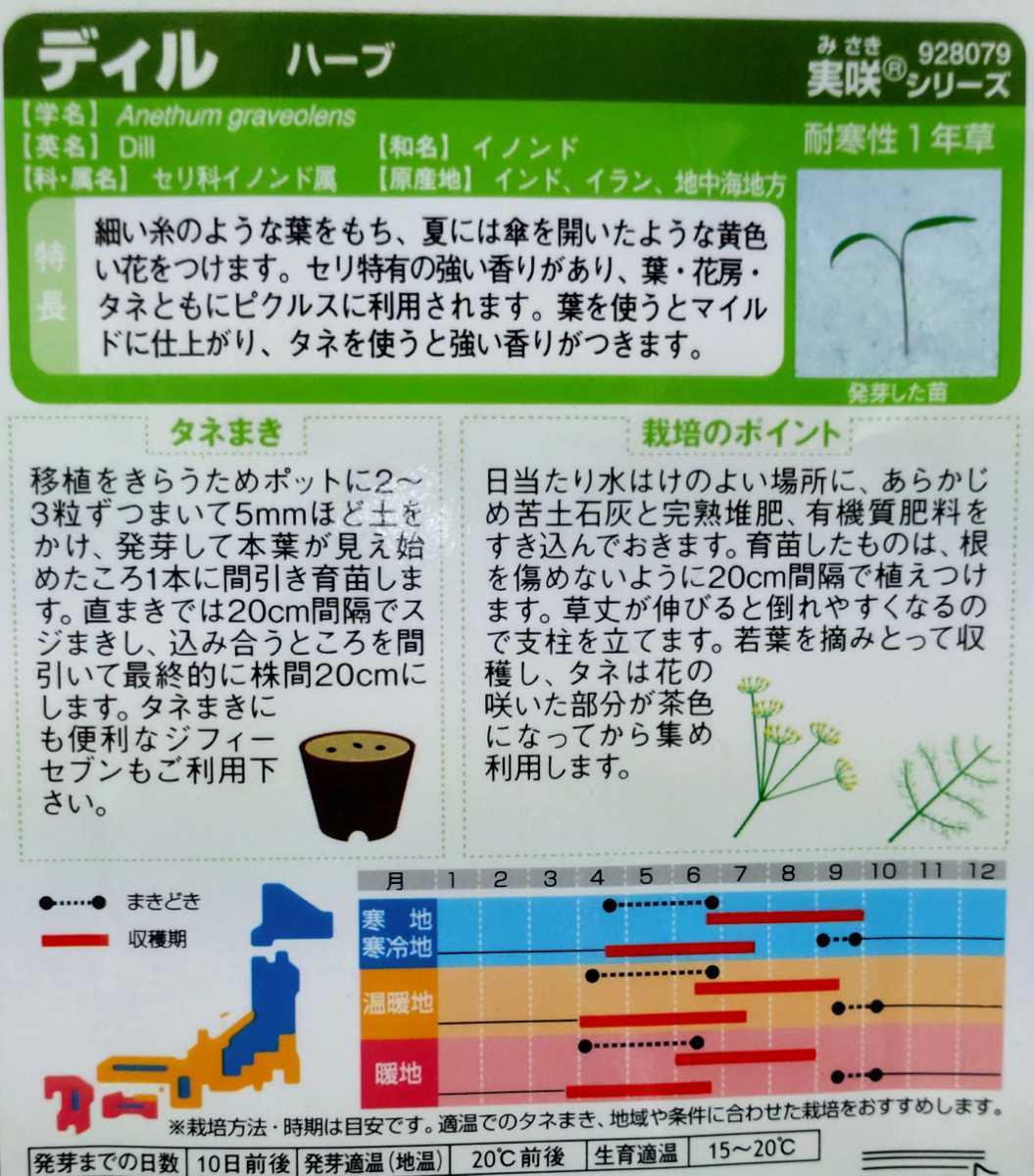 ディルの種子 30粒 ハーブ ピクルスや魚料理に…【2023.5】イノンド_画像2