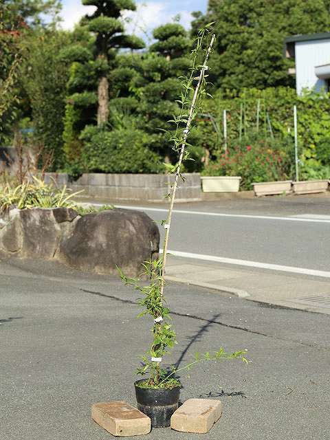 モッコウバラ 白花 1.5m長尺 15cmポット 2個 苗木