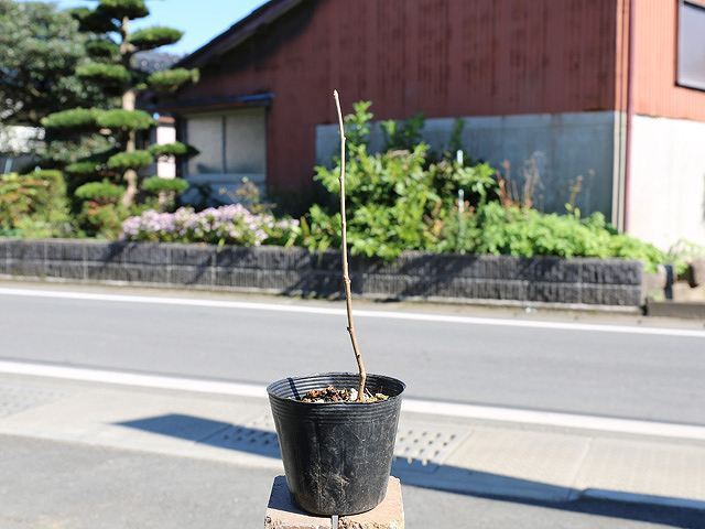 仕入れ値 ヒメウコギ ポット 個 苗 苗