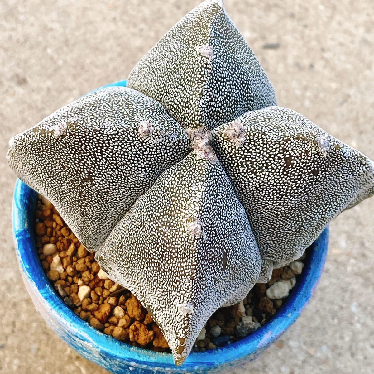 サボテン 四角ランポー玉 植物 | thelosttikilounge.com