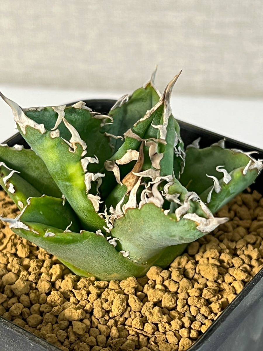 アガベ ホリダ 良血統親株 シーザー ハデス Agave 狂刺陽炎 選抜 植物