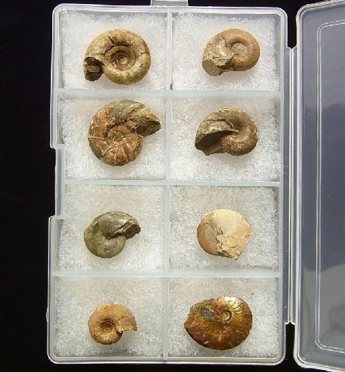 ■産地別 日本の化石 ■109 北海道 アンモナイト 8種セットの画像1