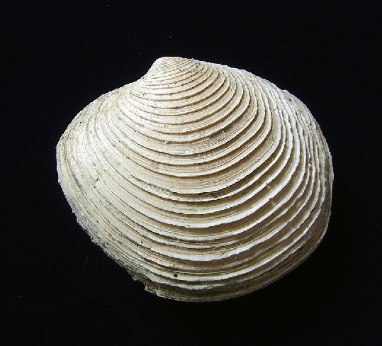 ■産地別 日本の化石 ■107 富山県 ツキガイモドキ 両殻の画像2