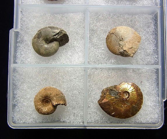 ■産地別 日本の化石 ■109 北海道 アンモナイト 8種セットの画像3