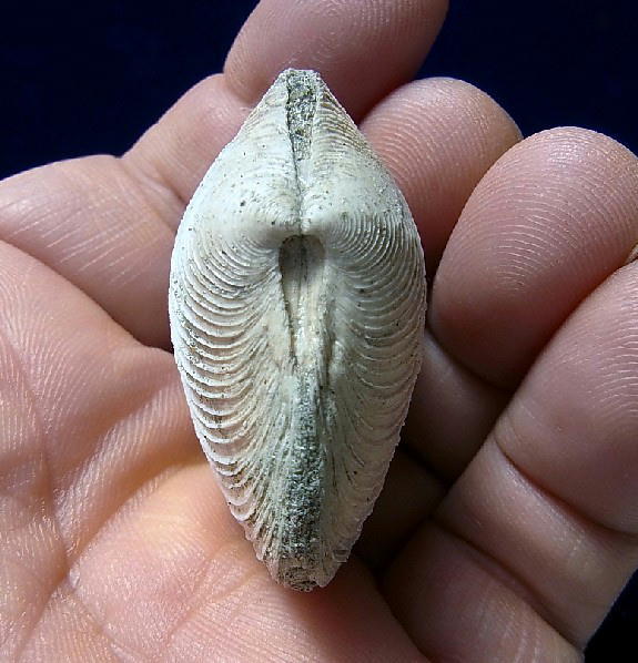■産地別 日本の化石 ■107 富山県 ツキガイモドキ 両殻の画像3