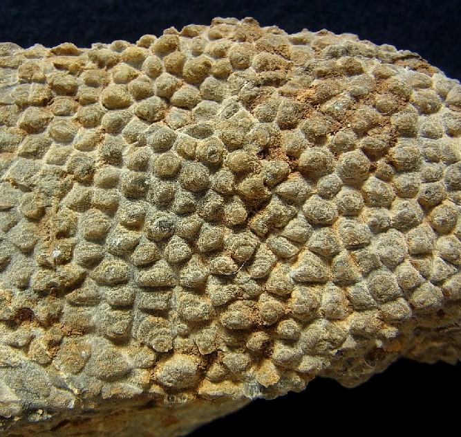 ■産地別 日本の化石 ■102 宮城県 ミケリニア （蛇体石）の画像1