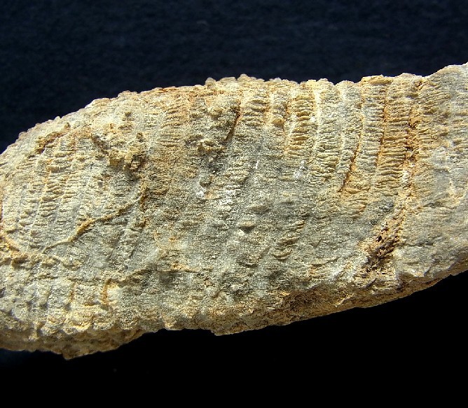 ■産地別 日本の化石 ■102 宮城県 ミケリニア （蛇体石）の画像3