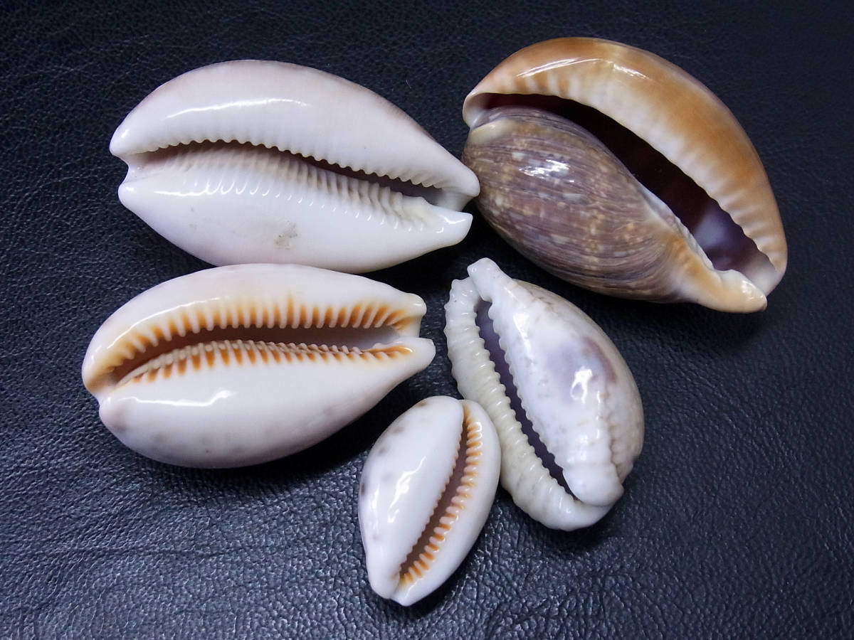 タカラガイ、貝殻、スルスミダカラ ロッセルダカラ(51mm)【貝殻・タカラガイ】