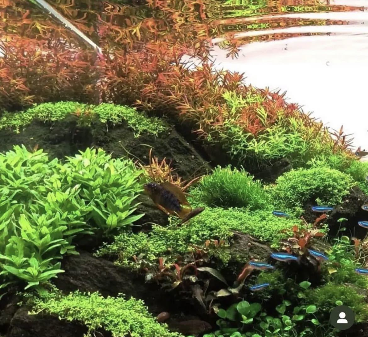 水草セット 7種類 水中葉 無農薬 無害虫 - 水草