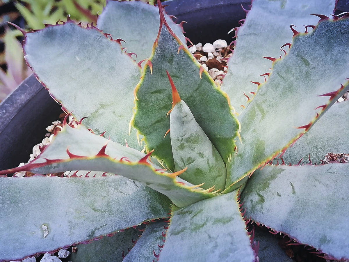 ★☆[ぺてぃのお店]　　アガベ　グアダラハラナ　レオン　　　　Agave guadalajarana 'Leon' 　　☆★_画像1