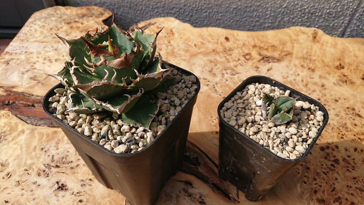 欲しいの CJスペシャル 子株発根済み 植物/観葉植物 - education.semel