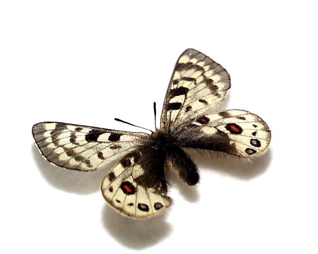 正規取扱店外国産蝶標本 アウトクラトールウスバシロチョウ
