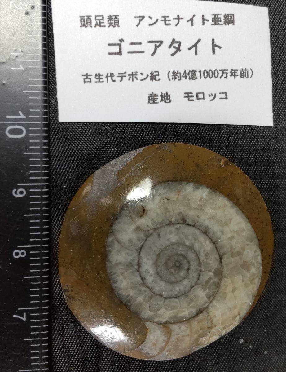 86 ≪レア≫3個セット アンモナイト 化石 ≪美品≫