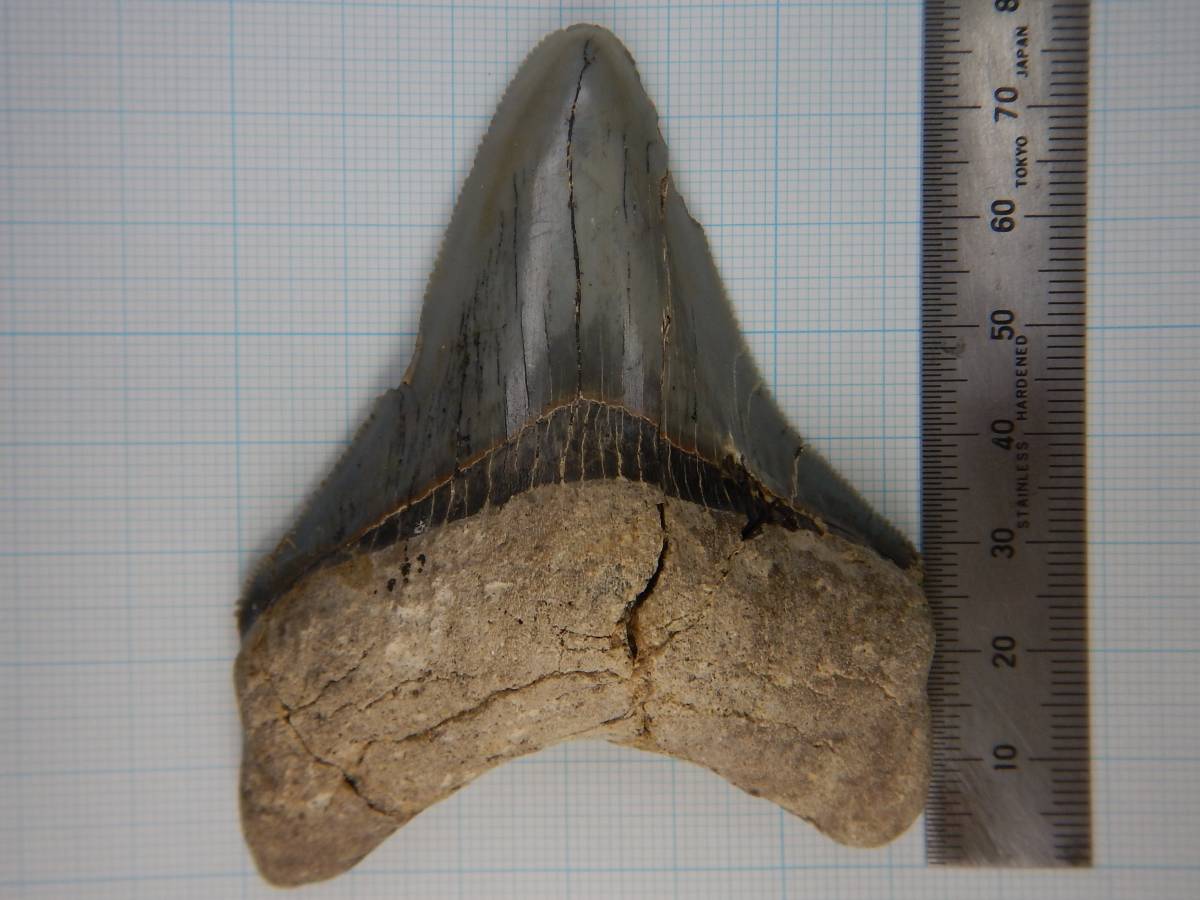 日本産 亘理神宮寺 サメの歯 化石（メガロドン）A - 科学、自然