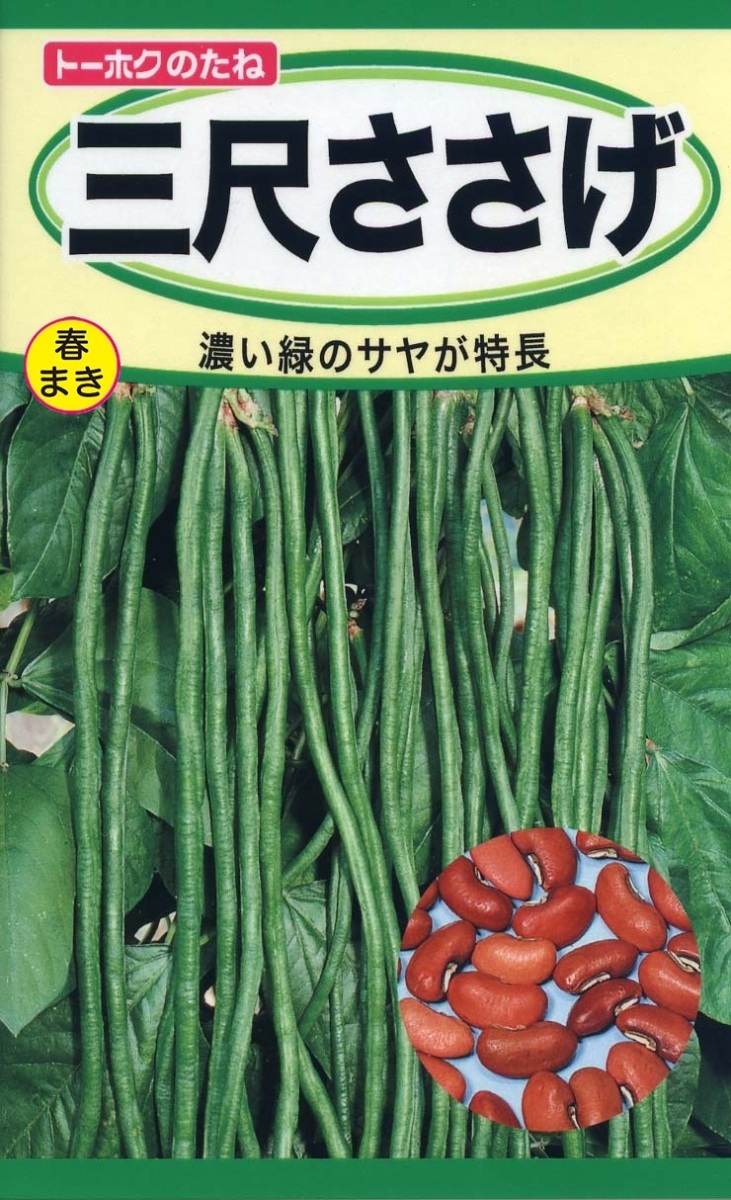 三尺ささげ 種子 野菜のたね 家庭園芸 ささげ 豆_画像1