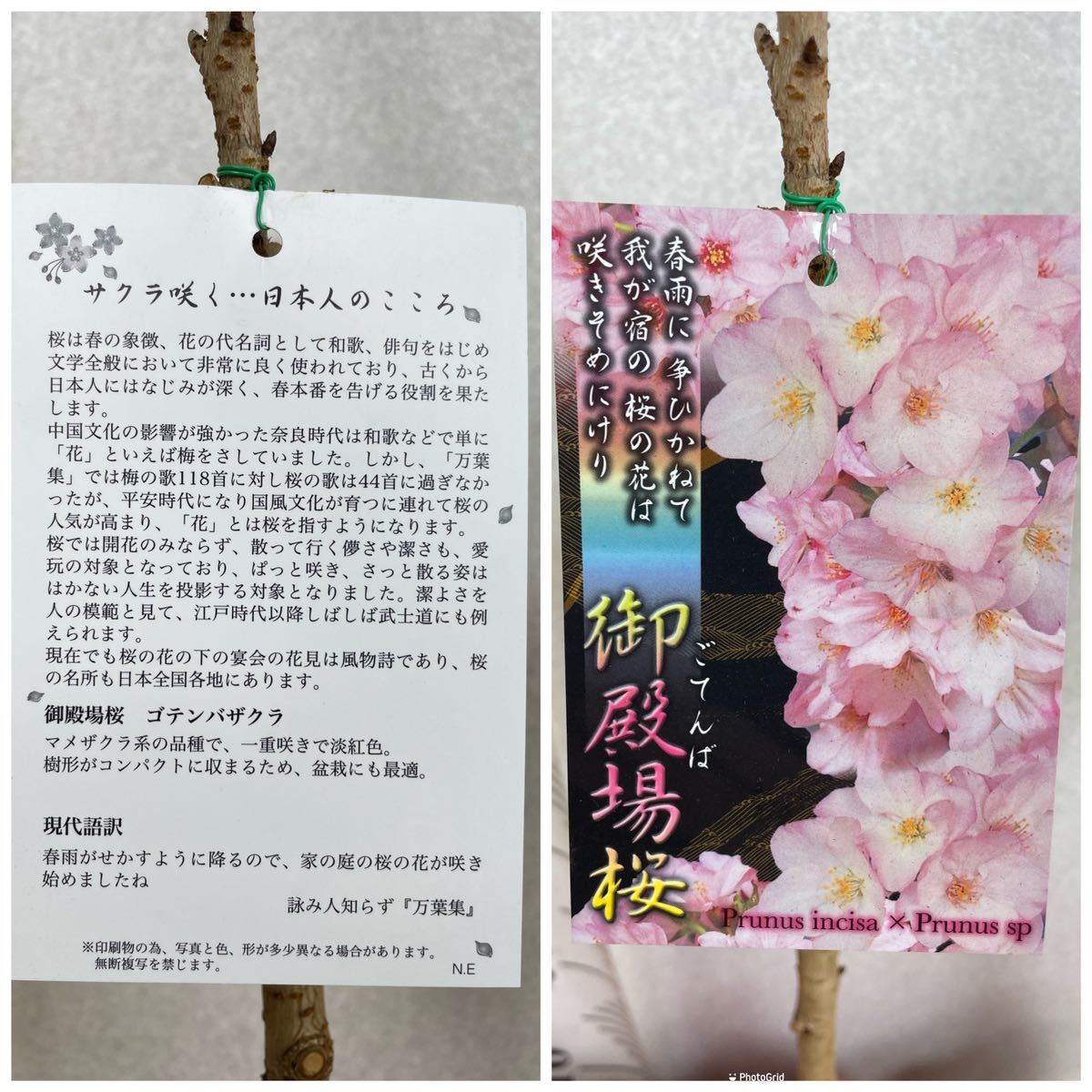 [ Sakura seedling . dono place Sakura connection tree 6 pot set 5 number pot reality goods postage included ]