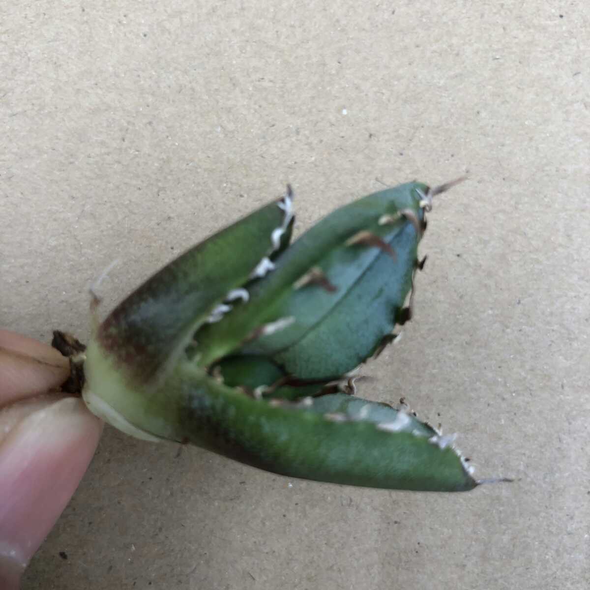 多肉植物アガベ チタノタ 白豪棘極上子株