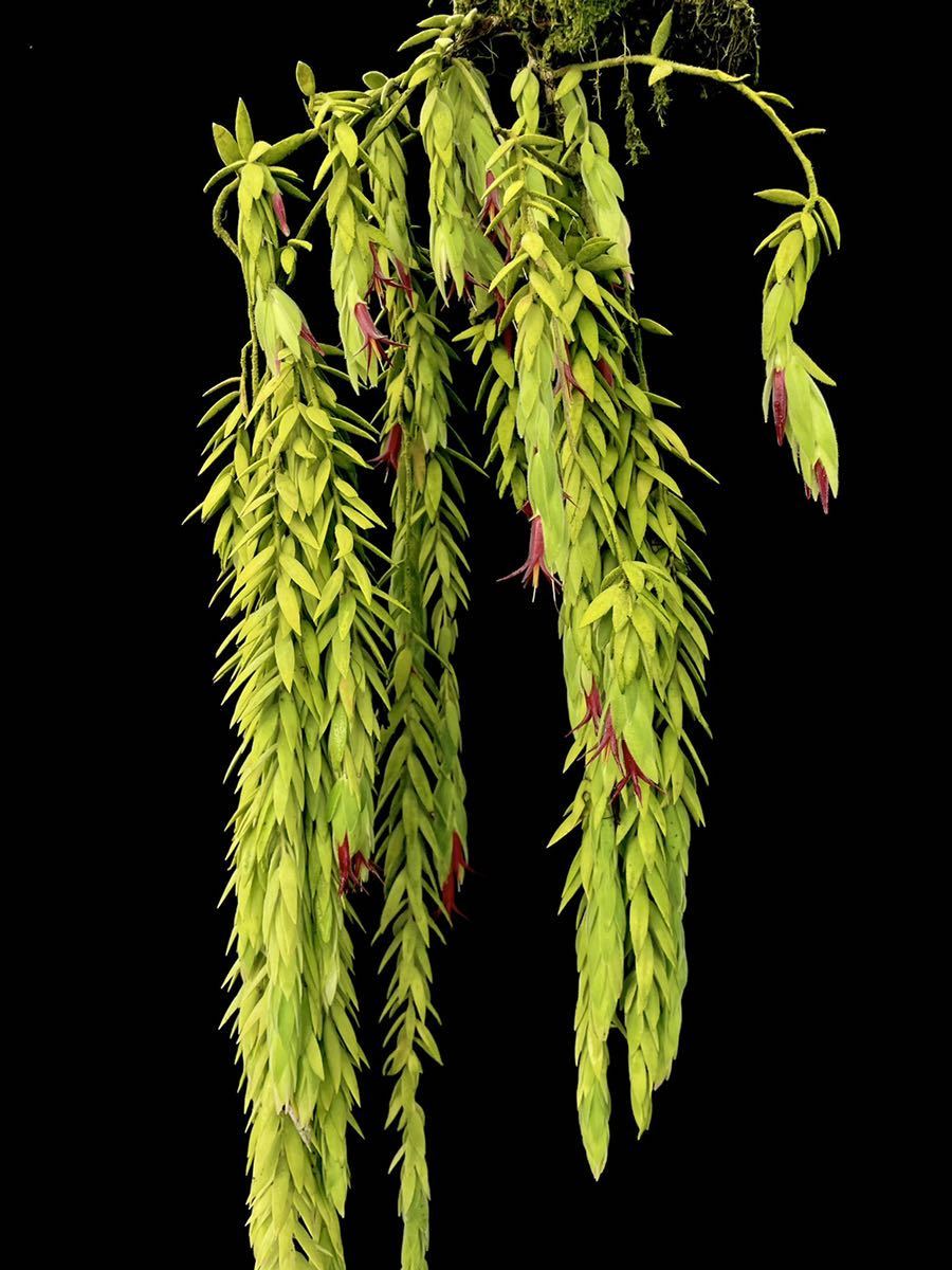 希少着生ツツジ Ceratostema louicianae Ecuador 南米着生ツツジ Ceratostema rauhii Ecuador
