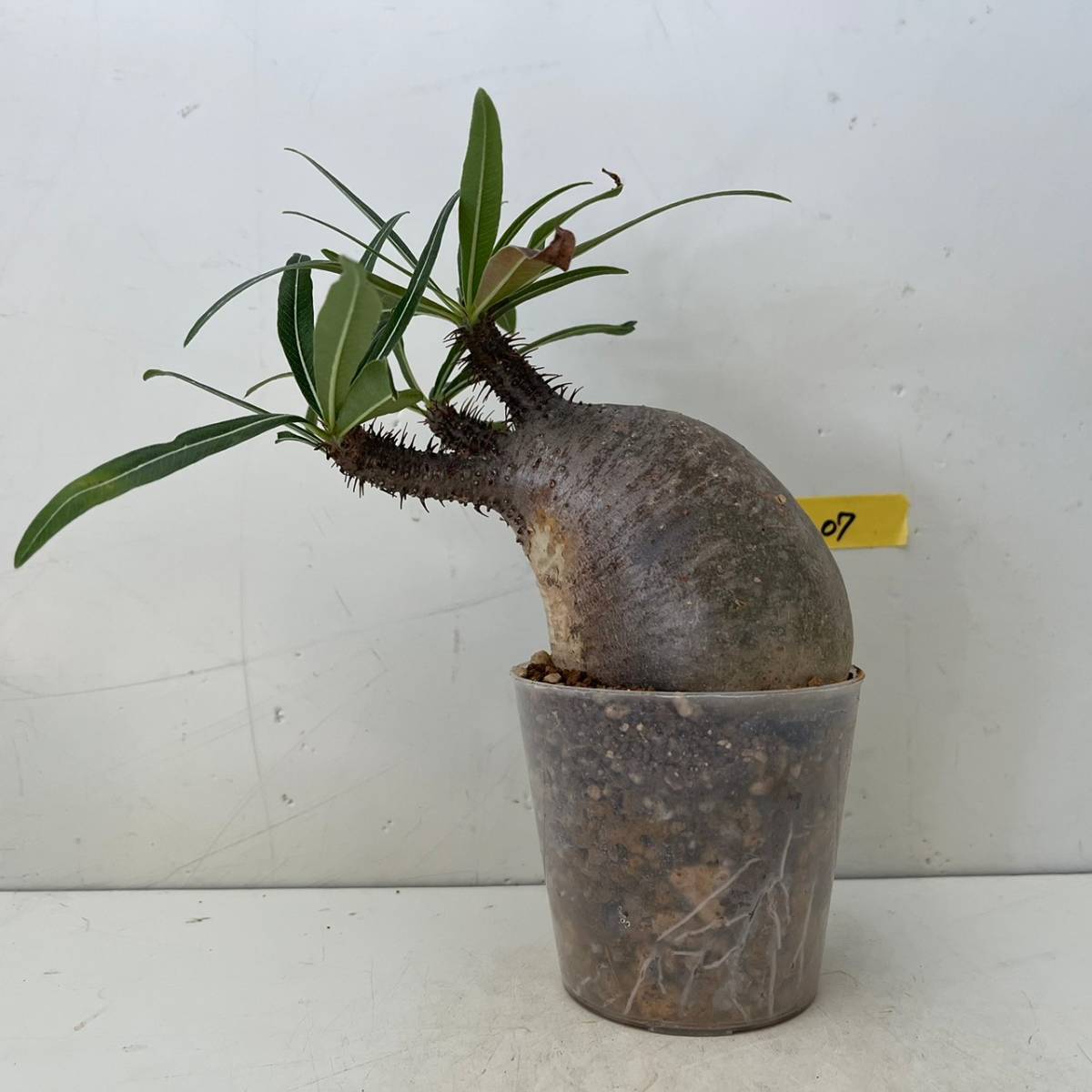 発根済 グラキリス Yg07 マダガスカル 現地株 塊根植物 コーデックス パキポディウム パキプス Www Laregla Cl 発根済 グラキリス Yg07 マダガスカル 現地株 塊根植物 コーデックス パキポディウム パキプス Www Laregla Cl