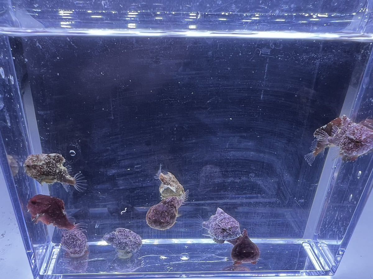 2023年秋冬新作 ダンゴウオ 生体 10匹 海水魚 ペット、生き物