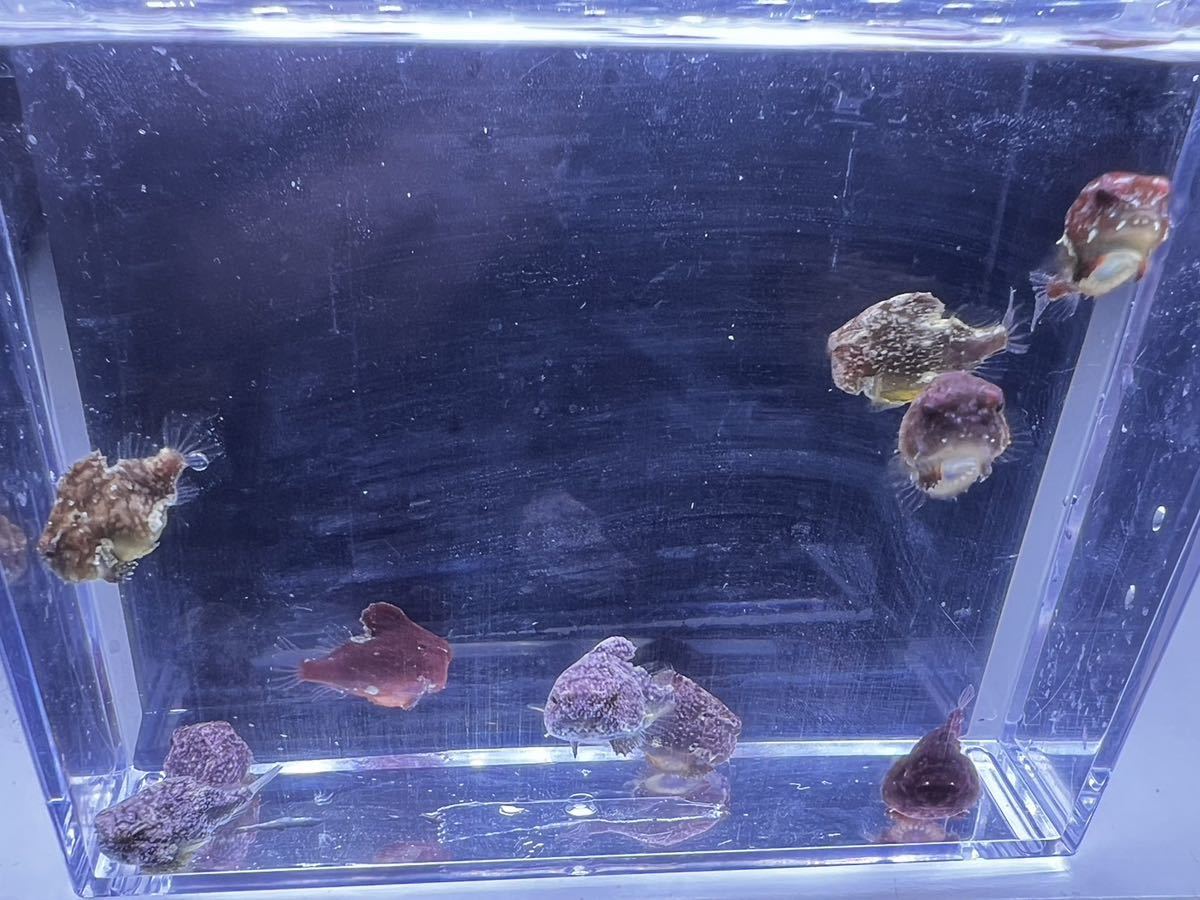 ダンゴウオ 生体 10匹 海水魚 churchshepherds.org