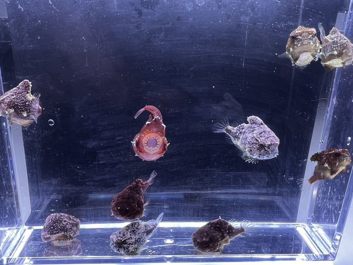 ダンゴウオ 生体 10匹 海水魚 churchshepherds.org