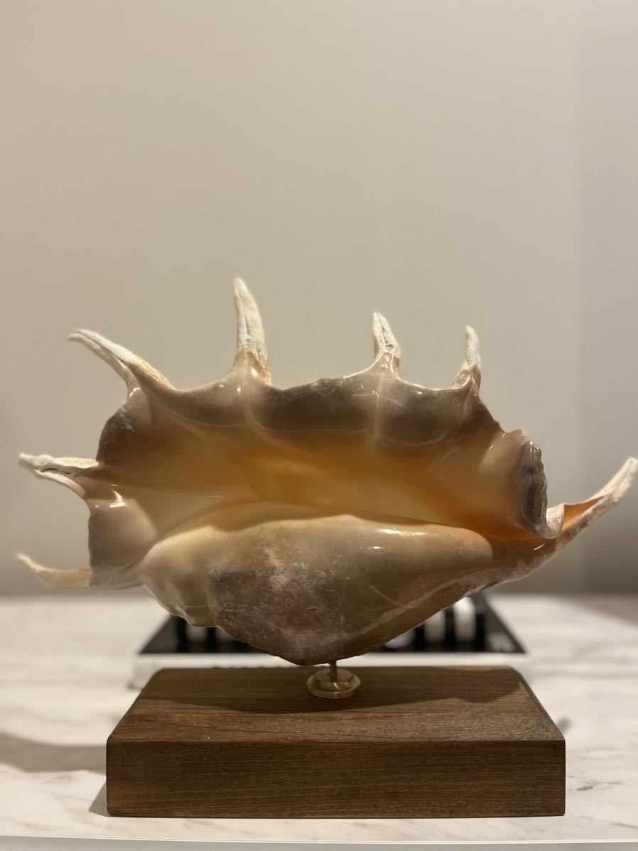クモガイ 標本 貝殻 インテリア アート アンティーク 貝 オブジェ