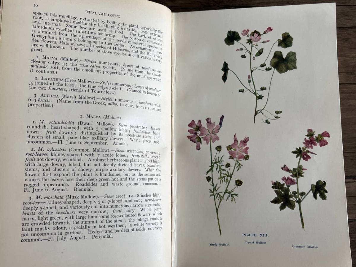 1900年代初期 イギリスの希少なアンティーク植物図鑑 花の図鑑 まとめ 