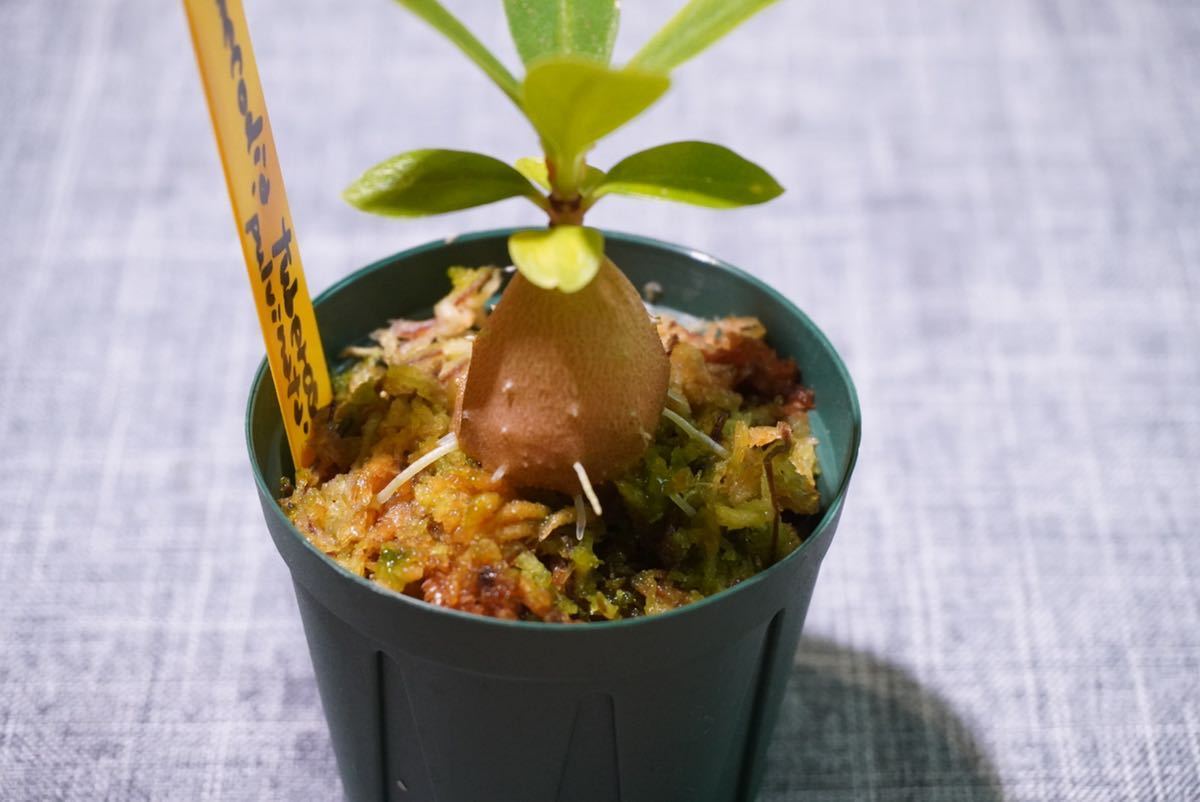 贈り物 Myrmecodia ミルメコディア tuberosa. Papuanaアリ植物 - 植物