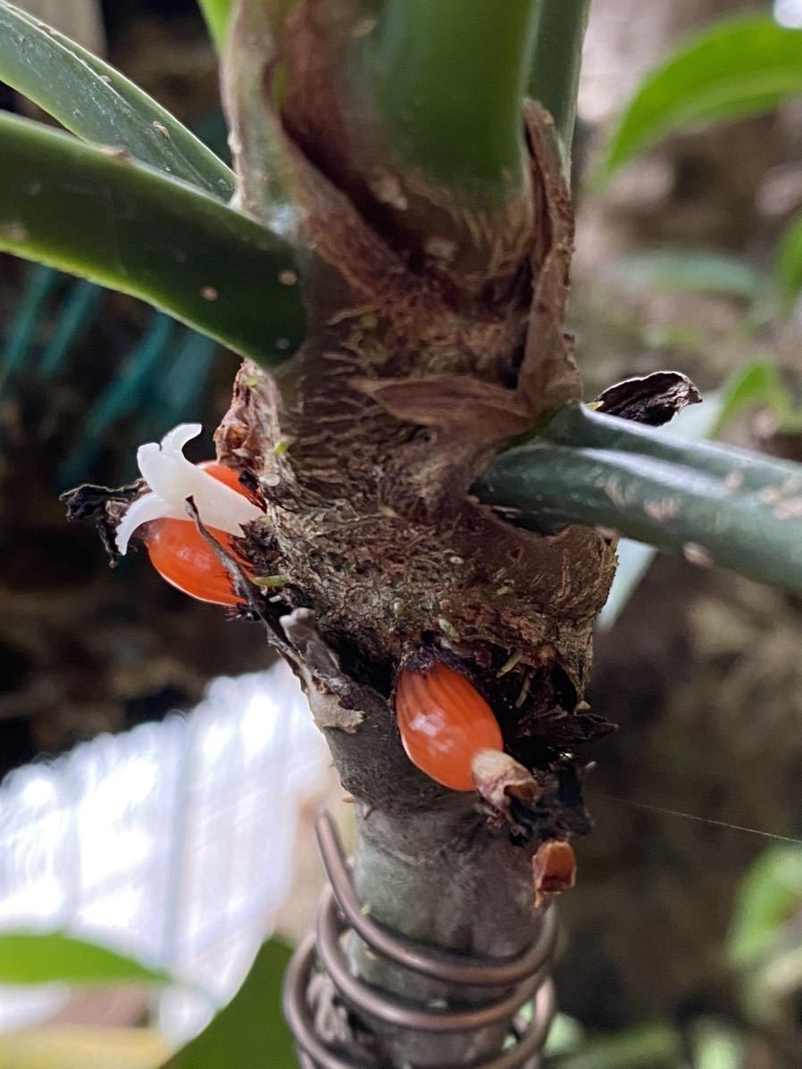 Myrmecodia ミルメコディア Papuanaアリ植物 植物 | portofmanitowoc.com