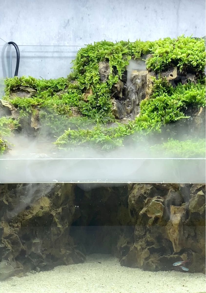 83%以上節約 テラリウム作品No.1 渓谷 asakusa.sub.jp
