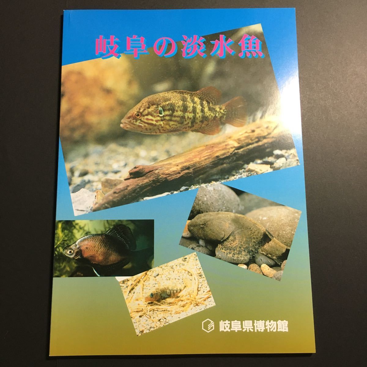 [ бесплатная доставка ] Gifu. пресноводная рыба альбом с иллюстрациями * натуральный память предмет .... вид . внезапный вид редкий вид река . сырой . форма жизнь минут ткань окружающая среда вне . рыба растения насекомое окаменелость Gifu префектура 