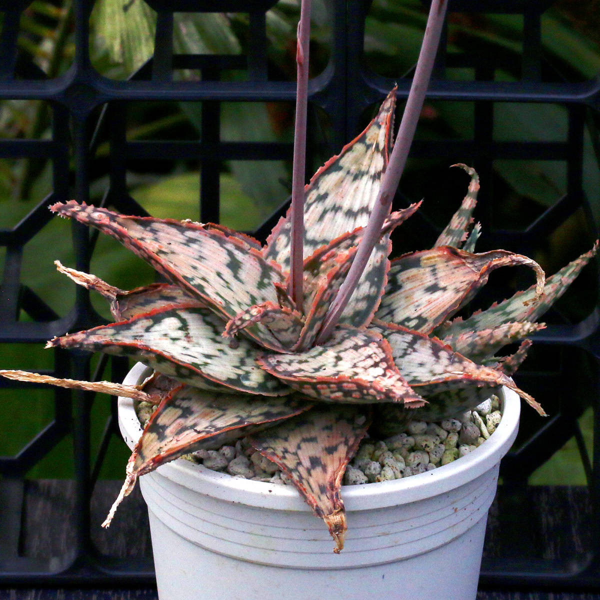 ヤフオク! - ∂∂∂ Aloe hybrid. アロエ・ハイブリッド 地模様