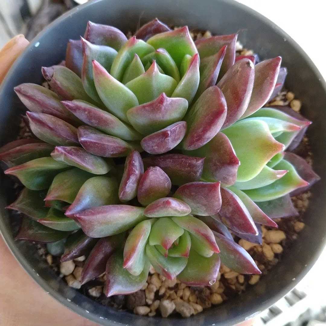 ヤフオク! - 多肉植物韓国苗 リアルレッド大きめ群生カット 第4種郵便に...