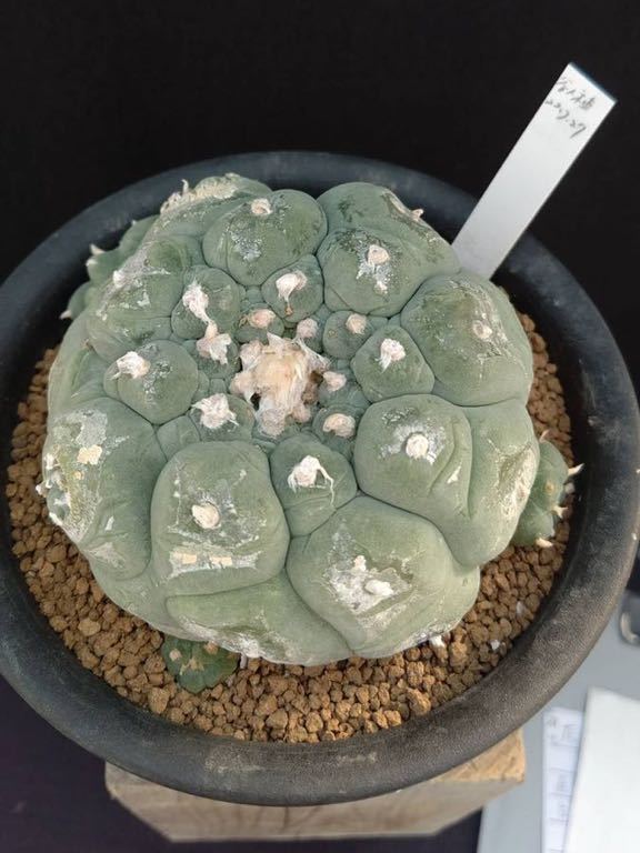 サボテン・多肉植物》谷田貝種永 銀冠玉 自根