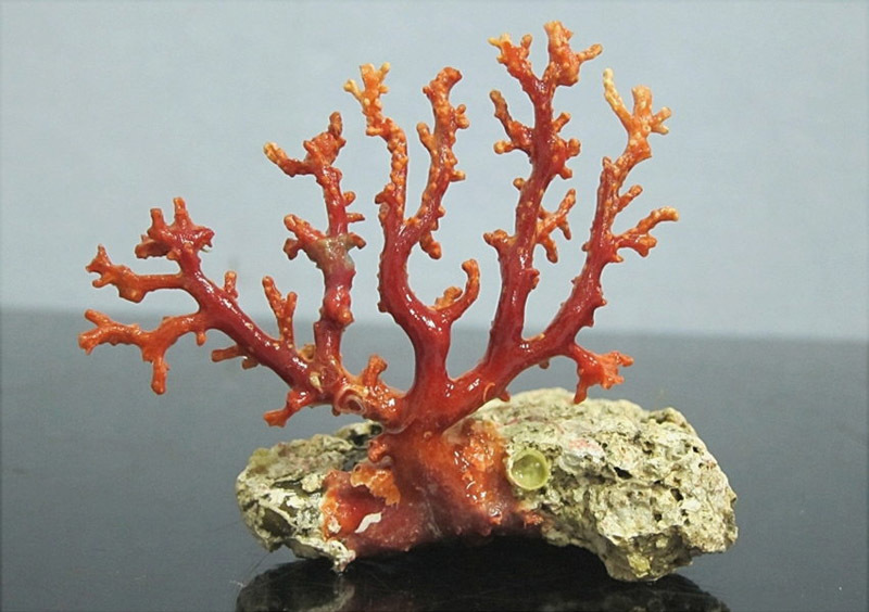 爆買い ヤフオク! - 天然 珊瑚 原木 置物 本体603g 唐木台付き 枝珊瑚