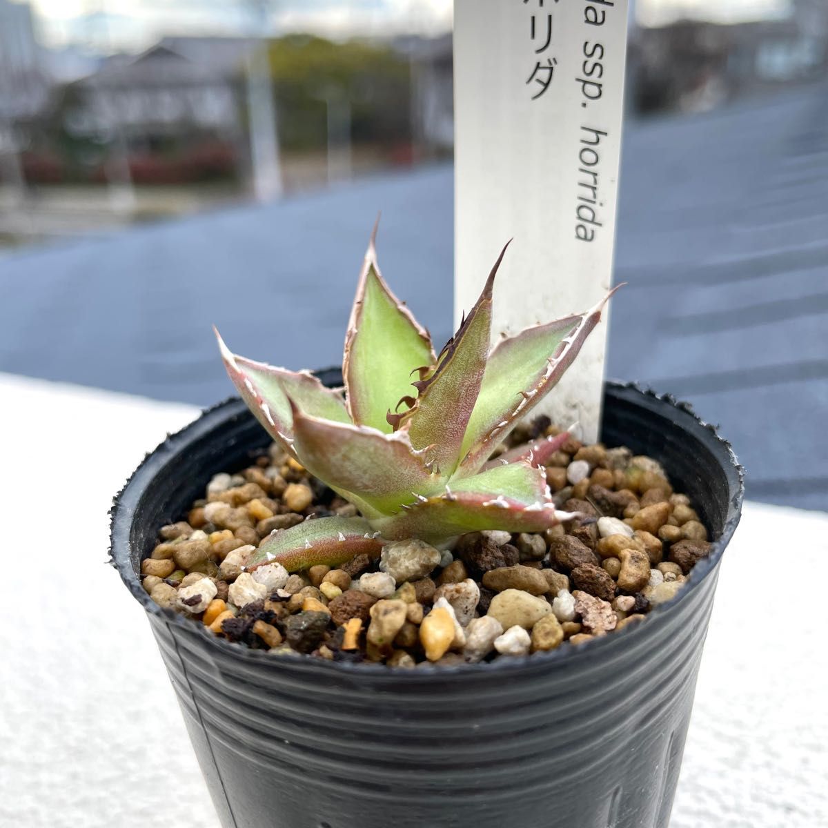 アガベ　ホリダ　Agave horrida 2.5号　観葉植物　②