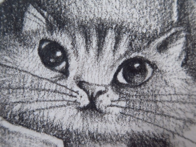 希少 デッサン・原画 小澤摩純 『Admiral Cat(提督猫)』 裏に直筆サイン有 有名作品 鉛筆画 額装 真作保証 s437の画像7