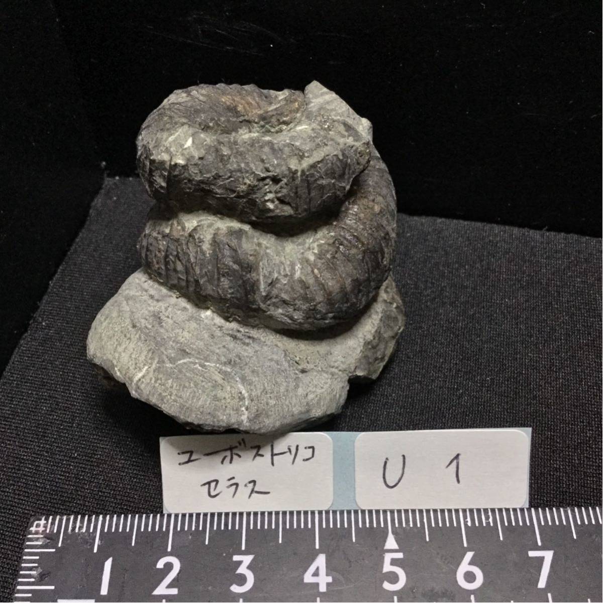北海道 小平 希少種アンモナイト ユーボトリコセラス 化石 / キャンプ