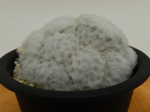 [浦部陽向園]★☆マミラリア 白星　Mammillaria plumosa★サボテン　多肉植物★Y0848☆★_画像2